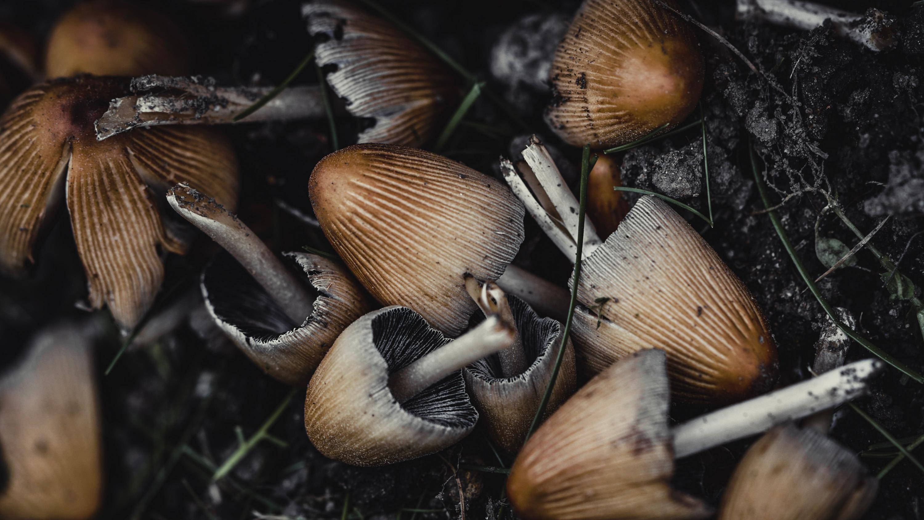 Impatto ambientale e sostenibilità nella raccolta di funghi e frutti di bosco