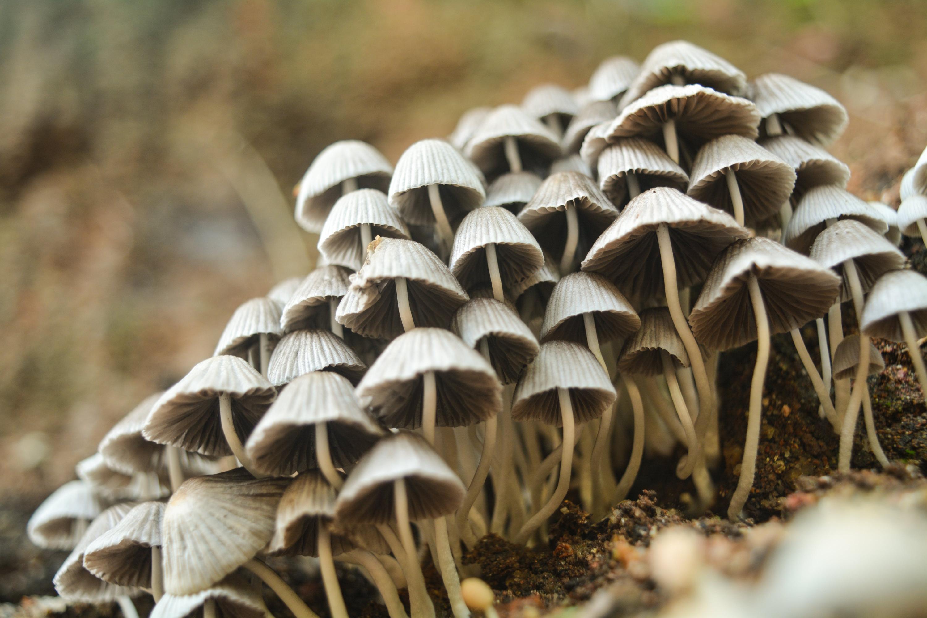 La sicurezza alimentare e le normative sui funghi e frutti di bosco selvatici