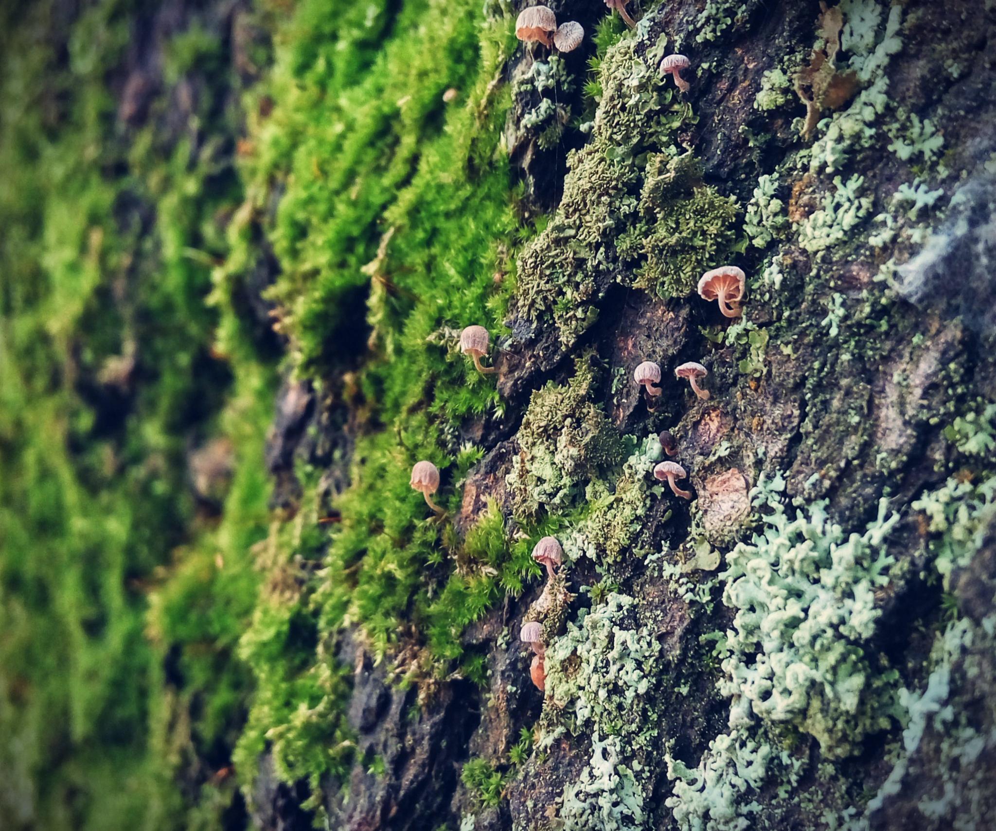Introduzione ai funghi di montagna: varietà e caratteristiche