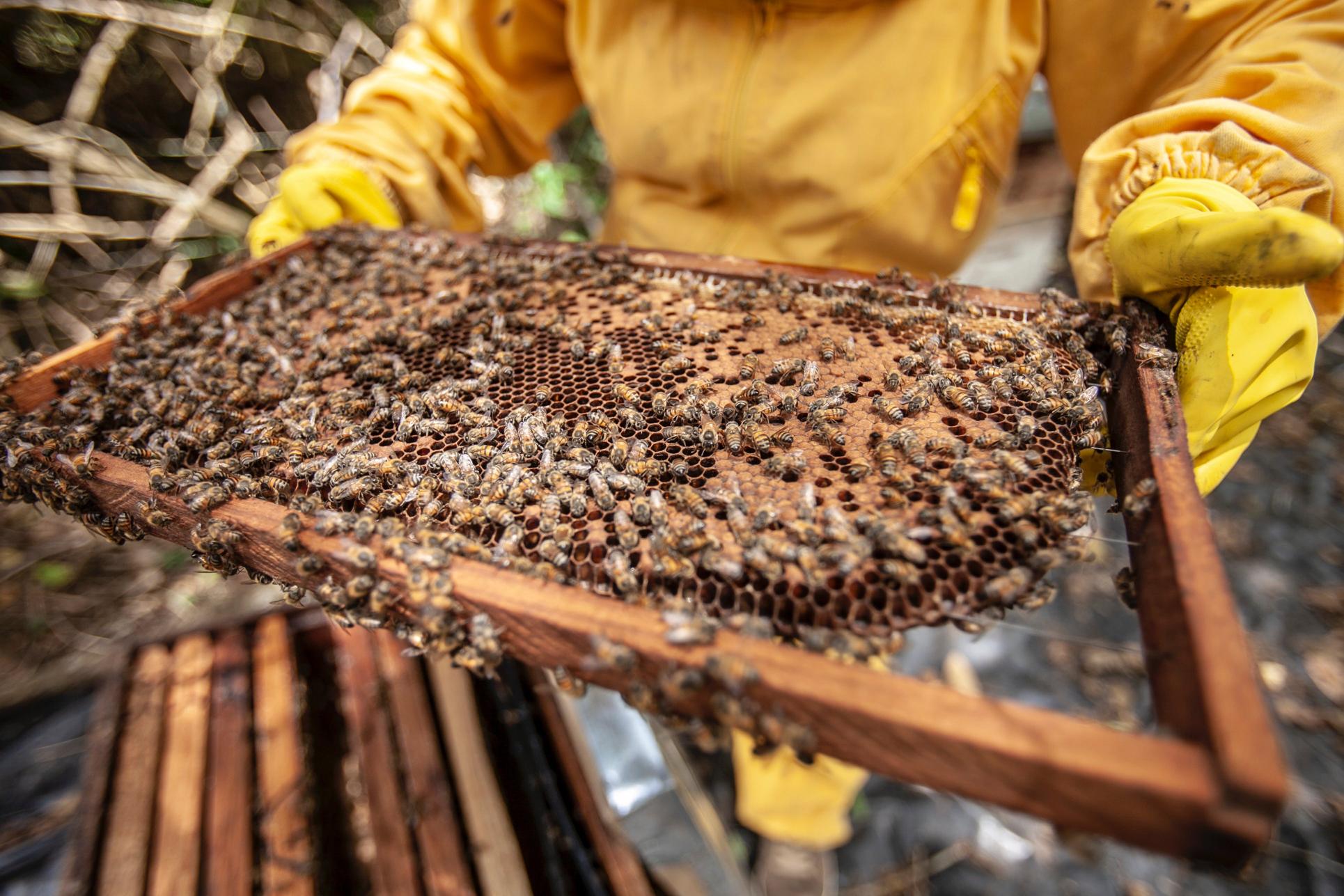 Tecniche di produzione: dall'allevamento delle api alla raccolta del miele
