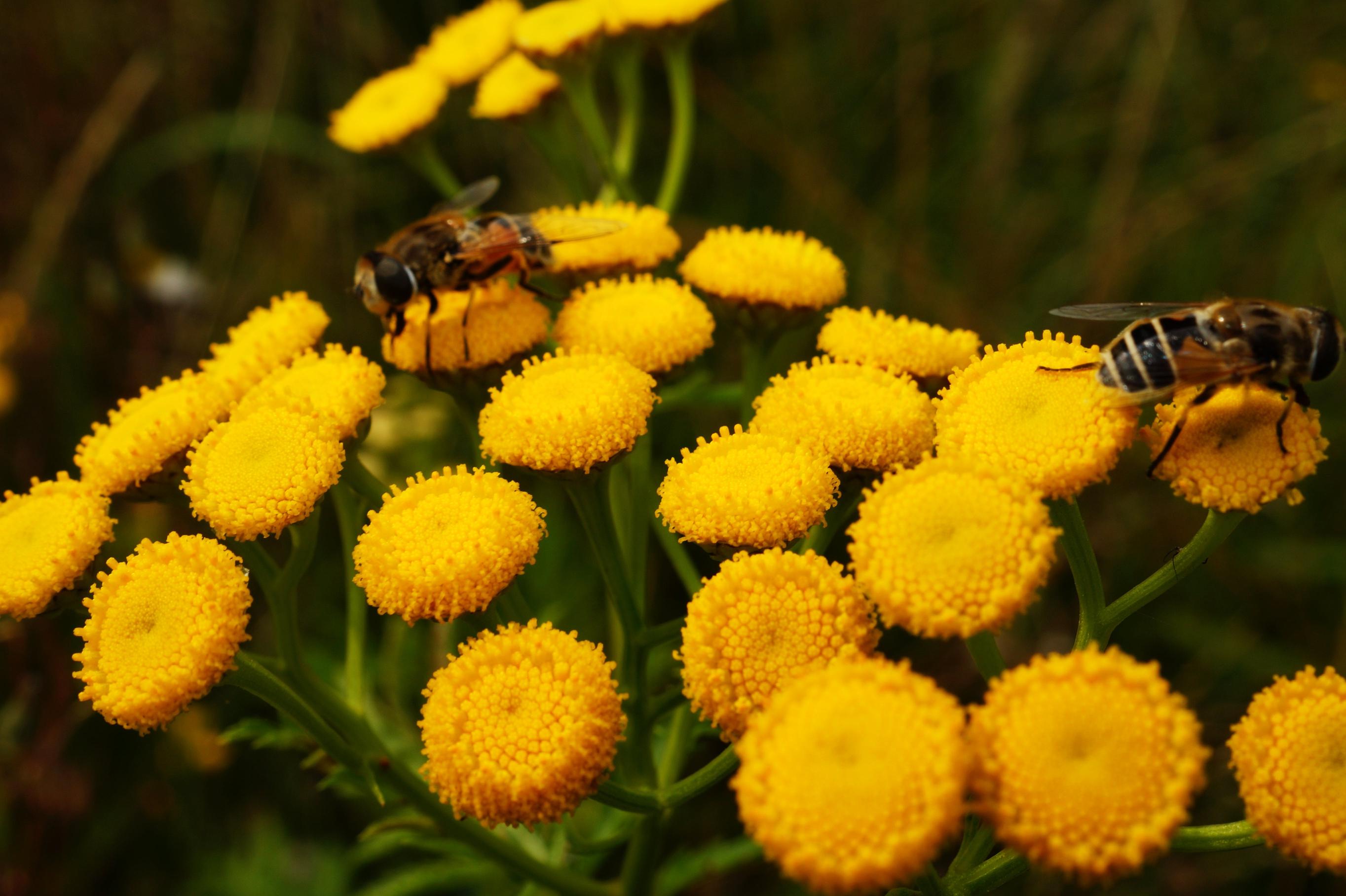 Il ruolo cruciale delle api nell'impollinazione delle piante montane